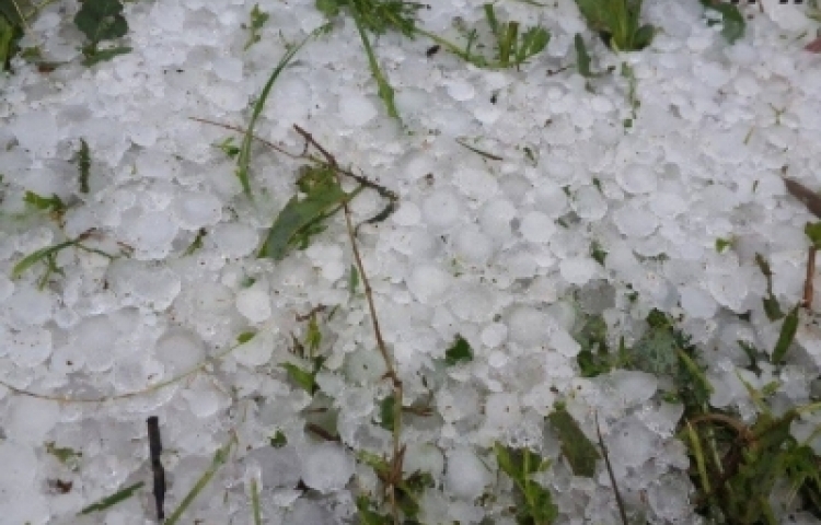 დმანისში სეტყვის შედეგად მიყენებულ ზარალს ითვლიან დმანისში სეტყვის შედეგად მიყენებულ ზარალს ითვლიან