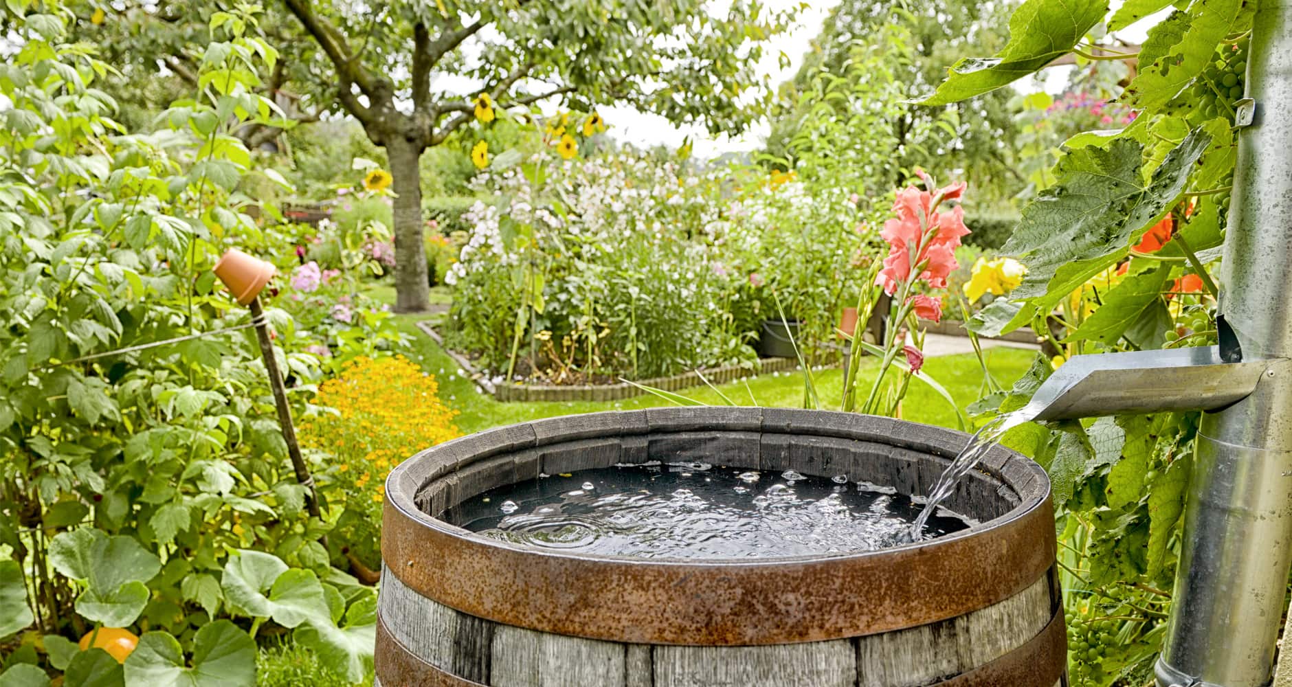 rainwater-barrel-gardening-a108549998-1715839107.jpg
