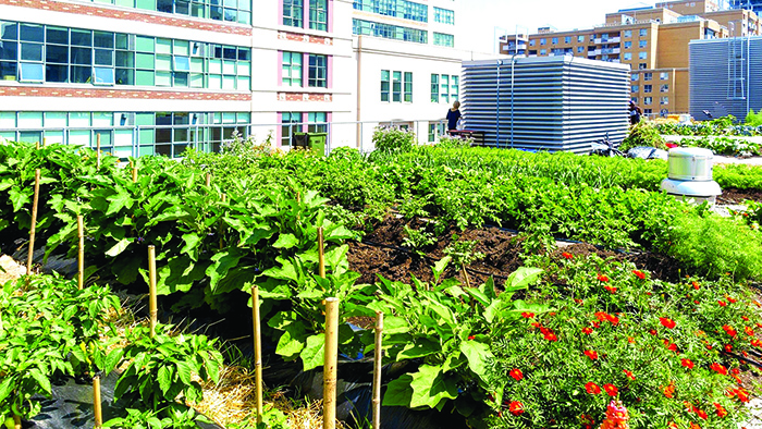 what-is-urban-agriculture-1717936288-1718256708.jpg