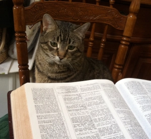 cat-reading-bible-1728457690.webp